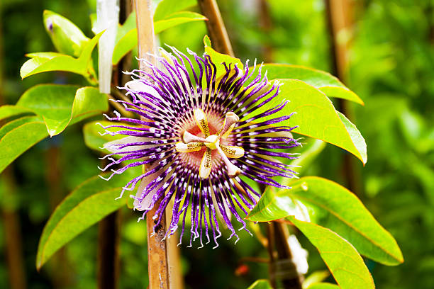 istock Passion flower in Thailand 459985385