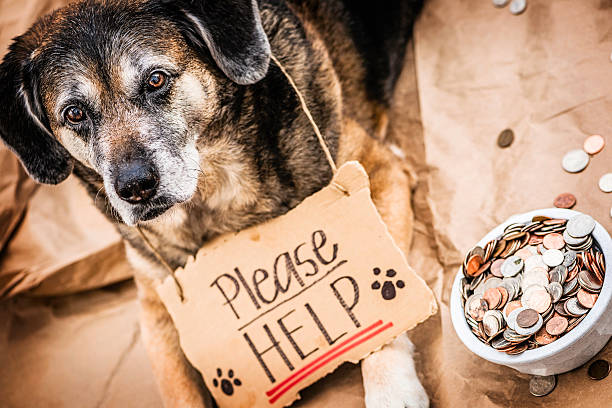 Homeless and Hungry Dog Begging for Help
