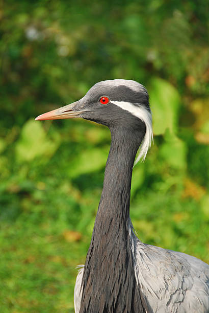 Crane Bird
