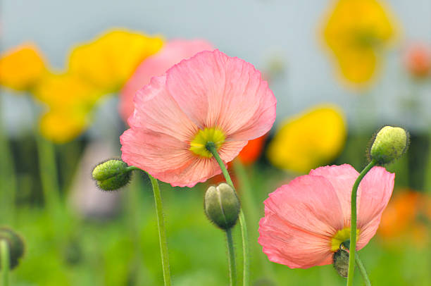 Blossom poppy flowers
