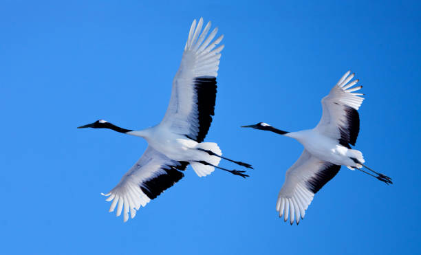 Japanese crane Japanese crane, Hokkaido, Japan japanese crane stock pictures, royalty-free photos & images