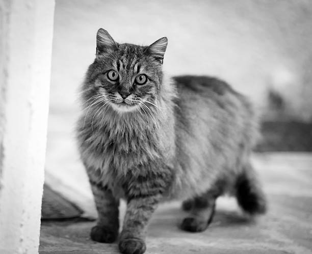 istock Street cat looking at camera 459987661