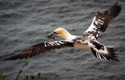 A Northern Gannet (Morus bassanus) carries a piece of seaweed to its nest on a clifftop on the island of Heligoland, Germany.