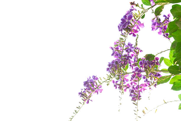 Duranta, Golden dewdrop, Pigeon berry isolated on white background