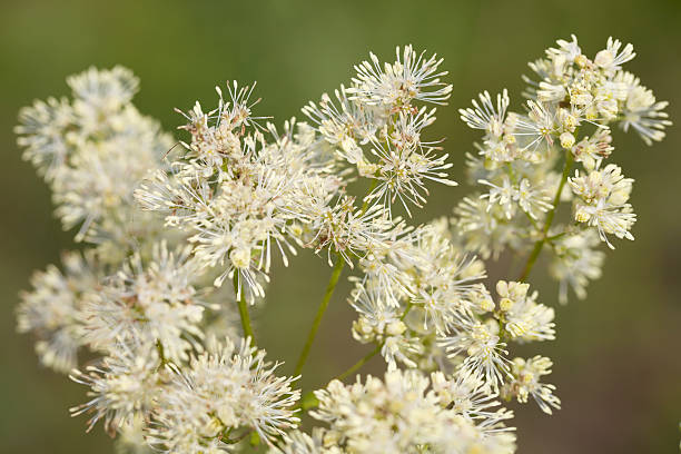 Common Meadow Rue (Thalictrum flavum) Tall, almost hairless perennial, with a far-creeping rhizomatous stock. leaves 2-3-pinnate, leaflets oblong wedged shaped, 3-4 lobed. Flowers yellow, in dense oblong panicles, stamens erect. Achenes round, 6-ribbed. millingerwaard stock pictures, royalty-free photos & images