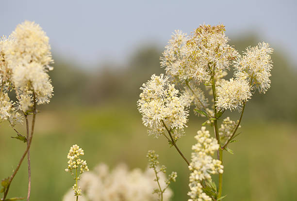 общие meadow rue (thalictrum flavum) - millingerwaard стоковые фото и изображения