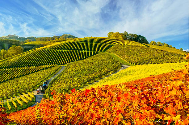 istock Autumn in the vineyard, Black Forest, Germany 459993305