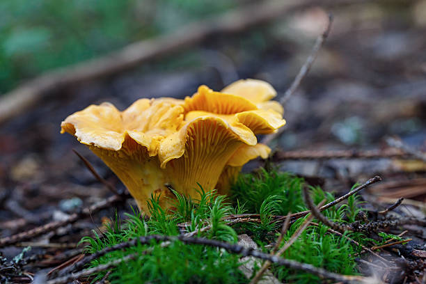 istock Mushroom in autumn forest 459993359