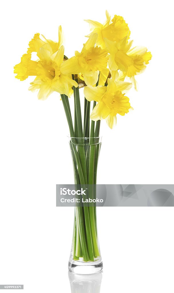 Yellow narcissuses in transparent vase Yellow narcissuses in the transparent vase, isolated on white Daffodil Stock Photo