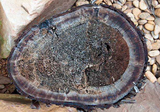 istock tree stumps and felled forest deforestation 459993517