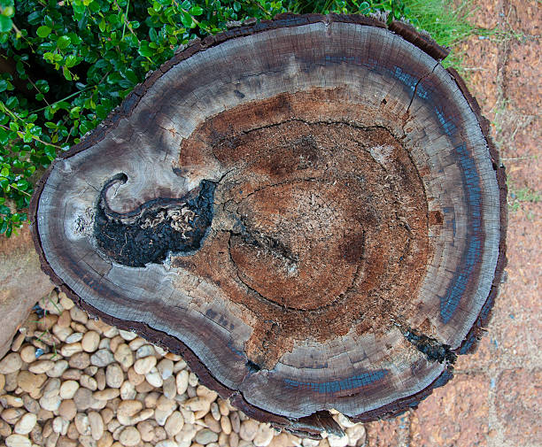 istock tree stumps and felled forest deforestation 459993537