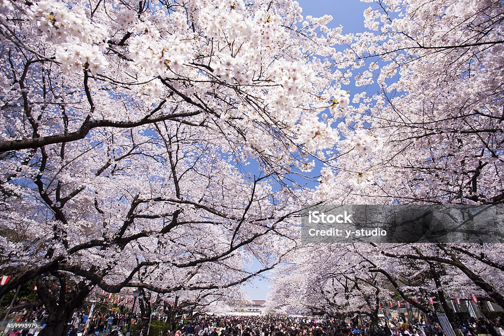 Cherry trees with blossoming flowers in Ueno Park Ueno Park is one of the places of the famous cherry blossom viewing is also based in Tokyo. Cherry Blossom Stock Photo