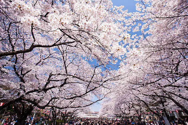 Ueno Park is one of the places of the famous cherry blossom viewing is also based in Tokyo.