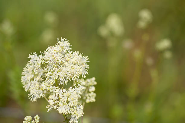 общие meadow rue (thalictrum flavum) - millingerwaard стоковые фото и изображения