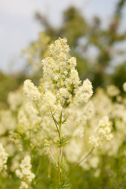 Common Meadow Rue (Thalictrum flavum) Tall, almost hairless perennial, with a far-creeping rhizomatous stock. leaves 2-3-pinnate, leaflets oblong wedged shaped, 3-4 lobed. Flowers yellow, in dense oblong panicles, stamens erect. Achenes round, 6-ribbed. millingerwaard stock pictures, royalty-free photos & images