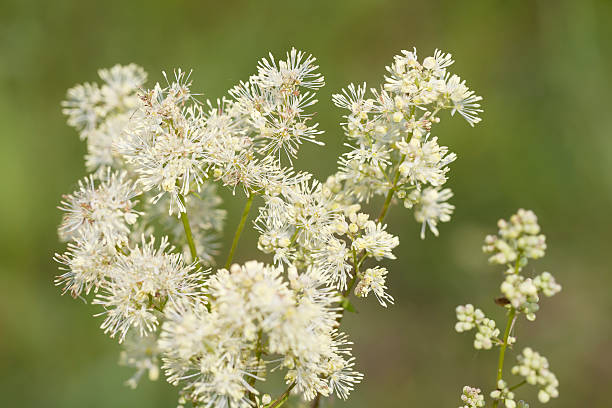 wspólne meadow rue (thalictrum flavum) - millingerwaard zdjęcia i obrazy z banku zdjęć