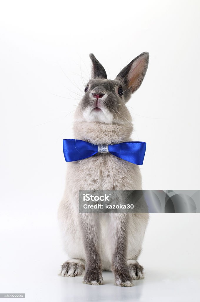 rabbit The shooting in the studio a pet rabbit Necktie Stock Photo