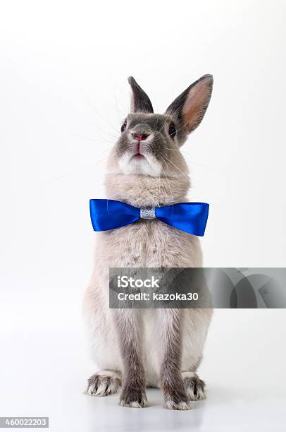 Rabbit Stock Photo - Download Image Now - Necktie, Easter, Animal
