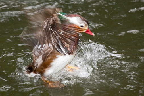 chinese duck landing