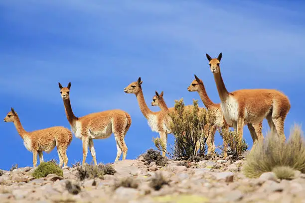Group of vicunas (Chile Altiplano_