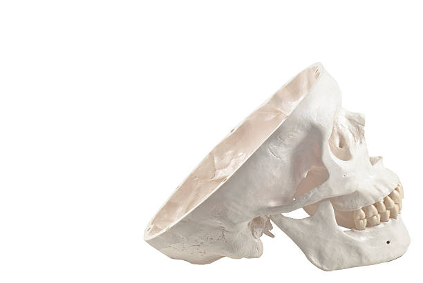 человеческий череп, изолированные модель - sapience стоковые фото и изображения