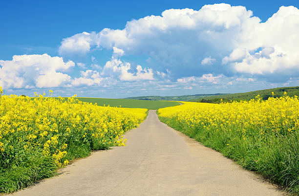 Farm road through flowering canola fields in spring