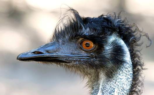 australian bird closely related to ostrich