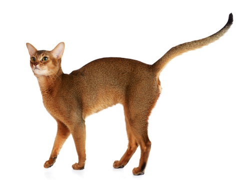 Purebred abyssinian cat isolated on white background