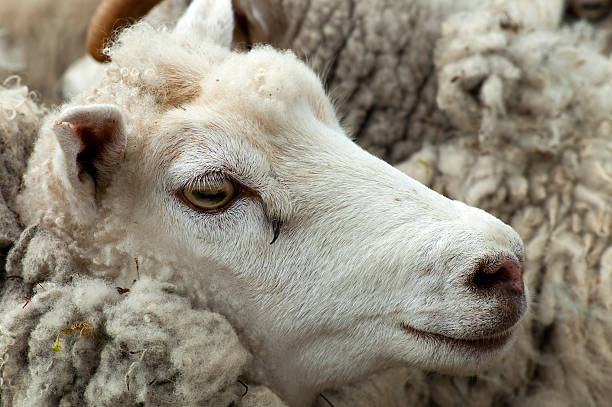 istock Sheep Portrait, Shetland Islands 460061267
