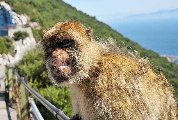 istock Growling Barbary Ape, Gibraltar 460067755