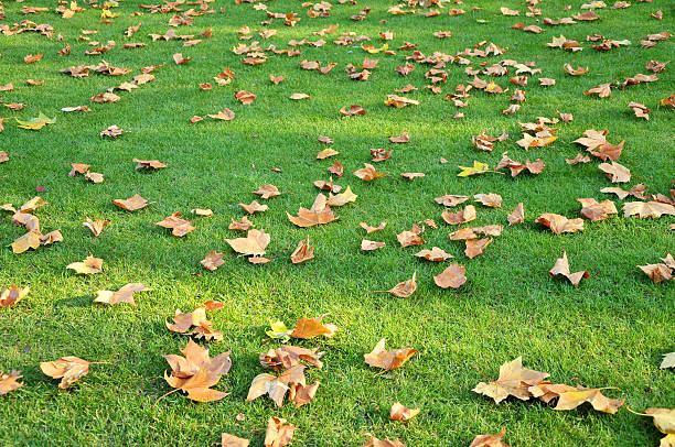 Scattered autumn leaves on grass stock photo