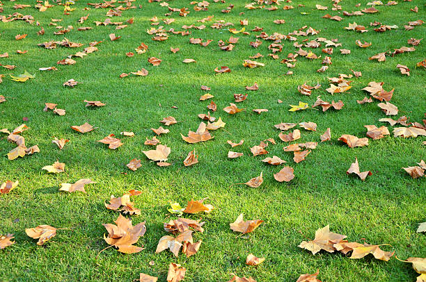 folhas de outono na relva - photography nature rural scene full frame imagens e fotografias de stock