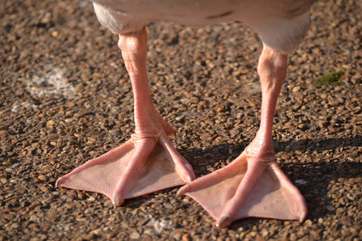 Close up of a pair of bird webbed feet.