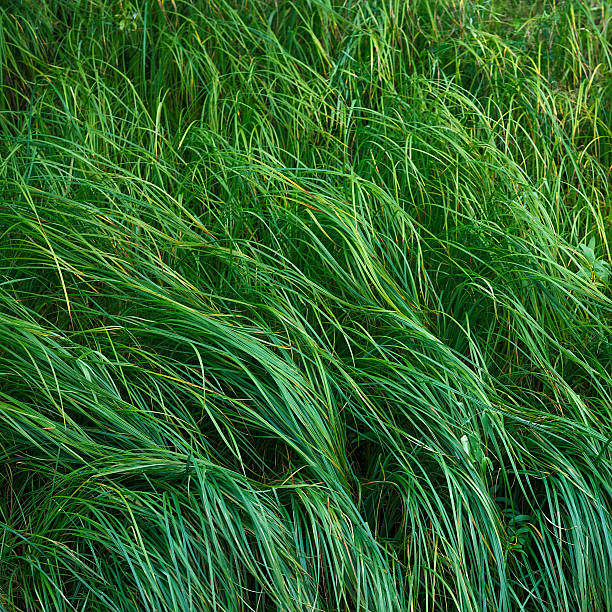 istock Ornamental grass in the garden 460075337
