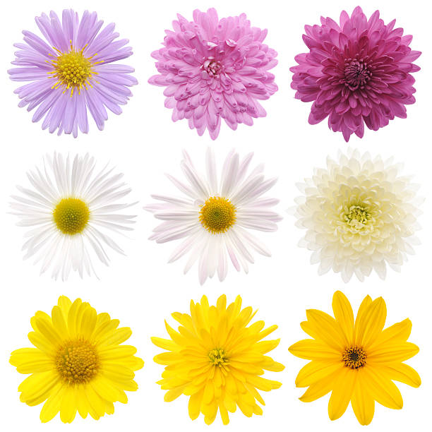 istock collection of flowers 460079723