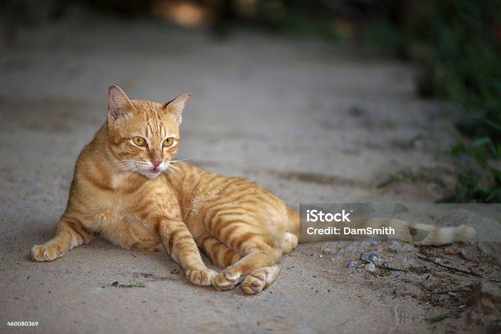 Brun chat - Photo de Félin libre de droits