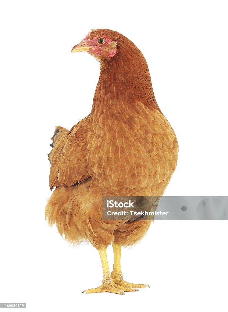 brown hen brown hen isolated on white, studio shot Agriculture Stock Photo