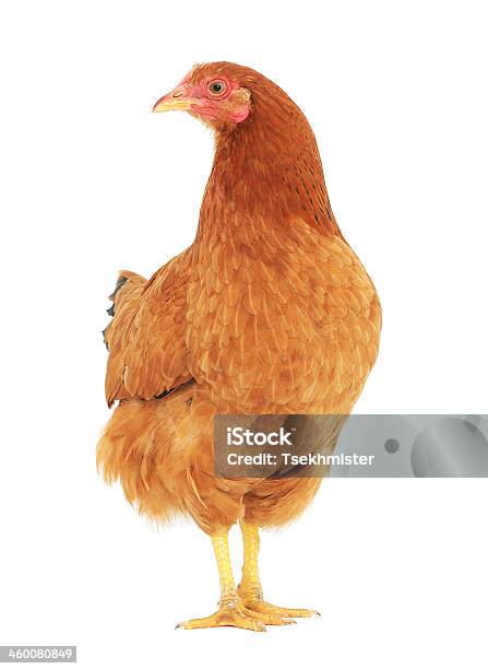 Brown Hen Stock Photo - Download Image Now - Agriculture, Bird, Chicken - Bird