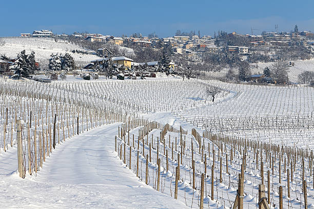 istock Vineyards of Piedmont covered with snow. 460081065
