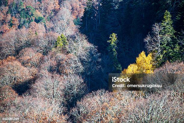 Photo libre de droit de Automne Dans La Montagne banque d'images et plus d'images libres de droit de Arbre - Arbre, Arbre à feuilles caduques, Au loin