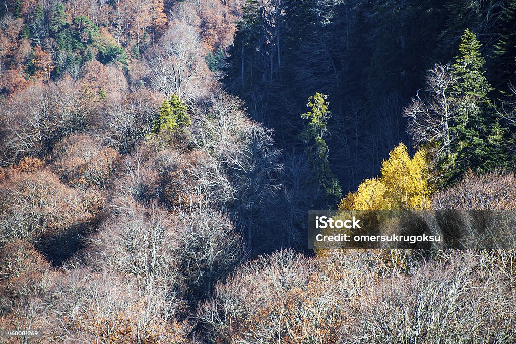 秋の山 - オレンジ色のロイヤリティフリーストックフォト