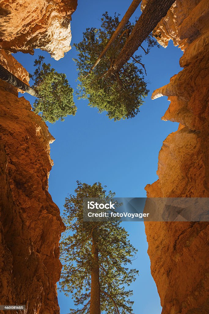 Pine trees soaring through narrow ravine Bryce Canyon National Park The golden sandstone walls of Bryce Canyon National Park embracing the tall fir trees soaring to the blue sky above a narrow ravine in this dramatic vertical view of Utah's iconic natural landmark, USA. ProPhoto RGB profile for maximum color fidelity and gamut. Adventure Stock Photo