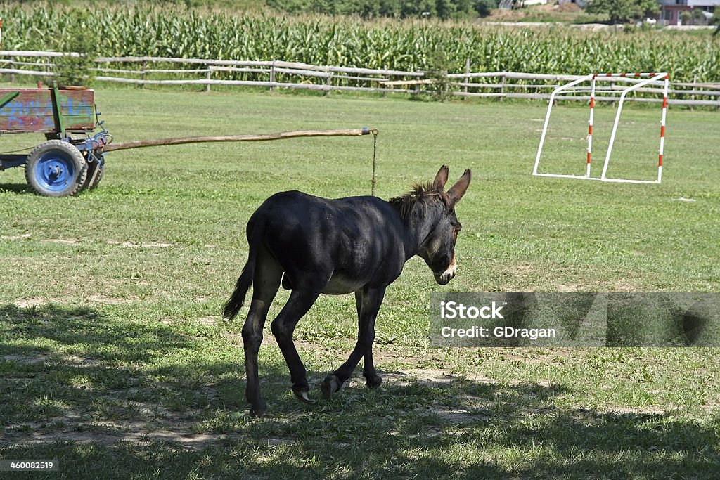 Burro - Foto de stock de Agricultura libre de derechos