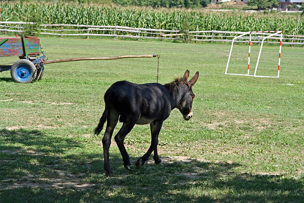 osioł - donkey mule large grazing zdjęcia i obrazy z banku zdjęć