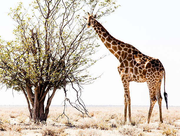 istock Giraffe in Africa 460094187