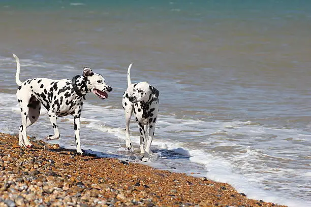 Photo of Two Dalmatians on the beach