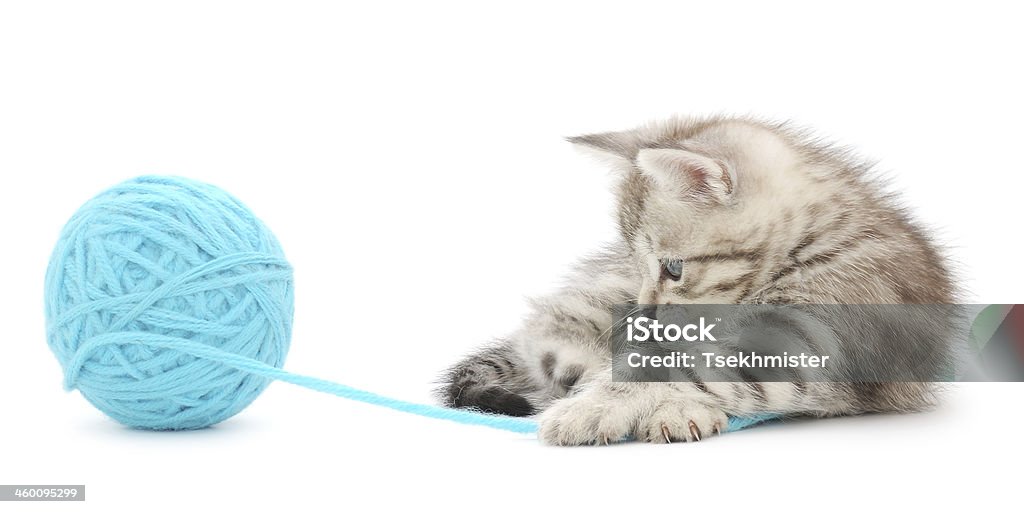 Kitten with ball of yarn Small funny kitten and clew of thread . Isolated on white background Animal Stock Photo