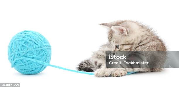 Kitten With Ball Of Yarn Stock Photo - Download Image Now - Animal, Blue, Circle