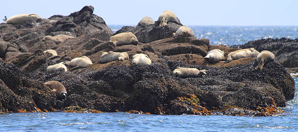 istock Seals on Rocky Outcrop 460103869