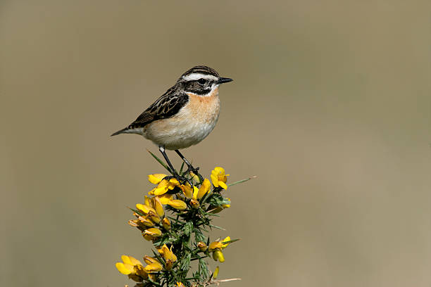 saxicola rubetra, saxicola rubetra - whinchat - fotografias e filmes do acervo